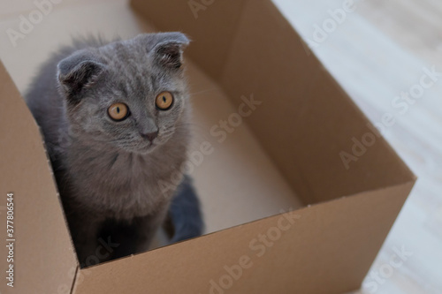 grey kitten sits in a box and looks plaintively