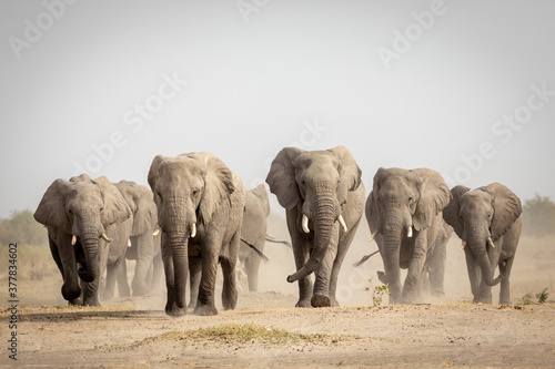 Elephant herd walking towards camera in Savuti in Botswana