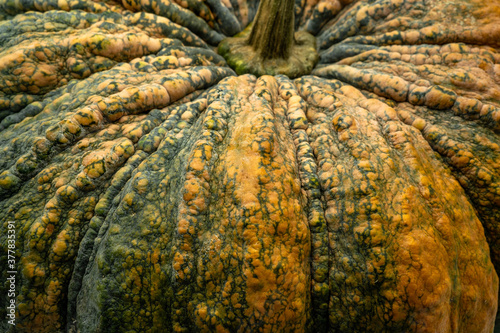 pumpkin skin use for background