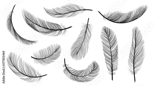 Black feathers. Isolated flying feathering, plumage of black bird vector illustration. Bird plumage and feather isolated, design plume