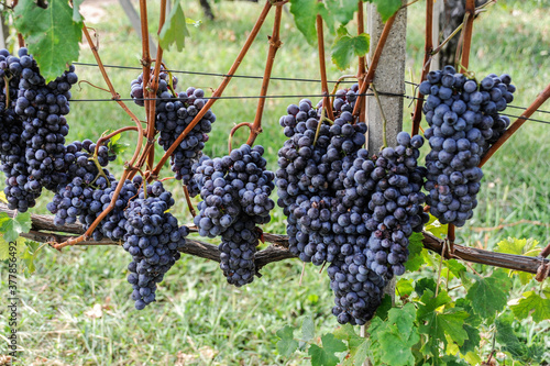 Grappoli d'uva con rami e foglie di vite