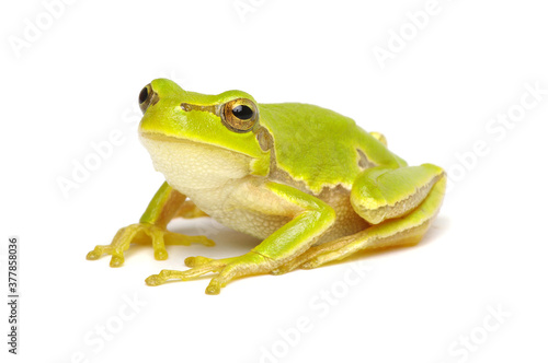 Green tree frog isolated on white