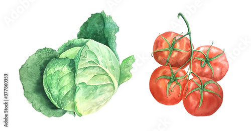 Watercolor cabage and tomato vintage botanical illustration isolated on a white background