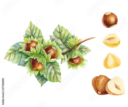 hazelnut branch watercolor illustration with seeds on white background