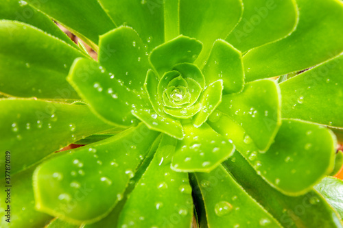 Detail of a crass open plant.