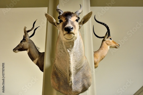 Taxidermied heads of a Gazelle antelope on display on a wall