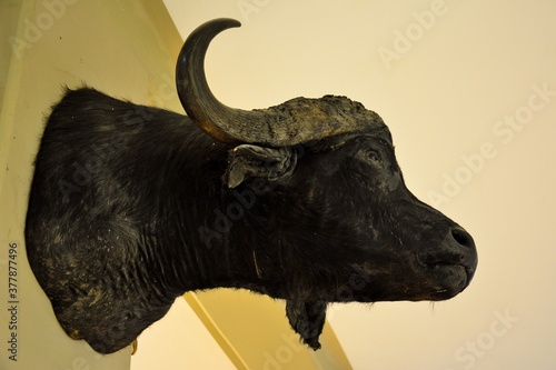 Taxidermied head of sub-Saharan African buffalo or Cape buffalo on a wall