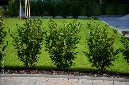 evergreen shrubs in combination with wooden fencing fit into any garden also create a feeling of privacy in the parking lot next to the shopping center and the green color soothes