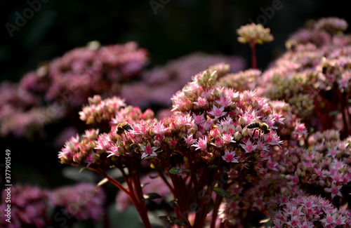  flat heads of pink flowers on very tall stems. They appear in late summer and will attract great numbers of bees and butterflies. It's large size makes it especially useful in the perennial border.