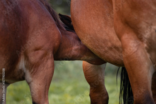 The horses graze in the green meadow. A young foal is drinking its mother's milk.