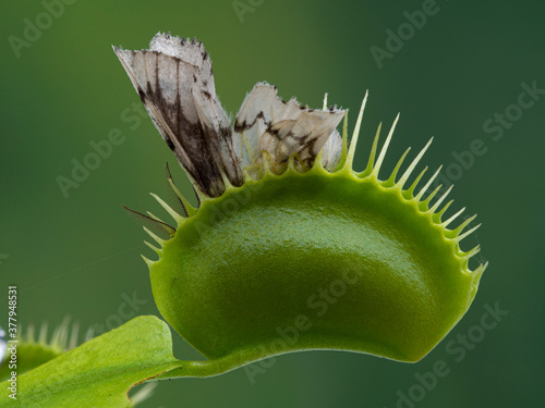 P1010037 moth captured by venus flytrap plant, Dionaea muscipula, cECP 2020