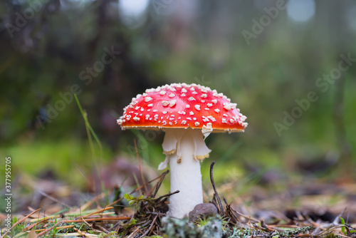 amanita muscaria fly agaric