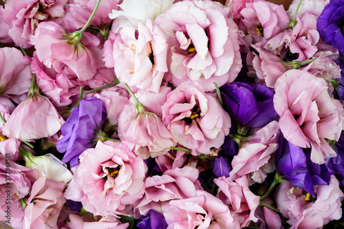 Floral background created with Lisianthus flowers. Flower heads in pink, white, and purple.