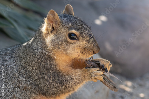 Squirrel eating a large grasshopper