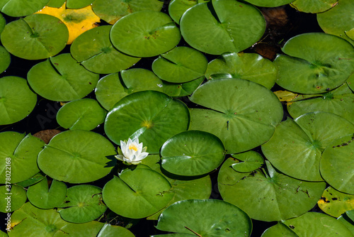White lotus flowers blooming in a lake with lily pads, as a nature background 