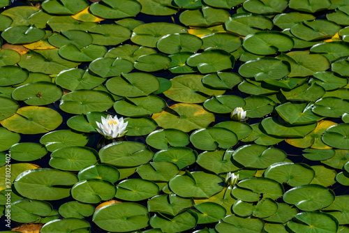 White lotus flowers blooming in a lake with lily pads, as a nature background 