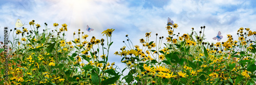 Blooming yellow flowers of the vegetable plant Jerusalem artichoke and a flying butterfly against a blue sky with clouds and the sun .Panoramic view, beautiful flower background