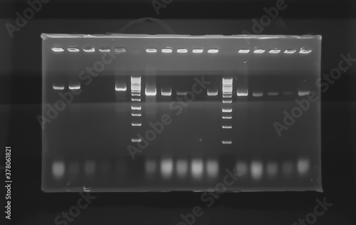 result of agarose gel electrophoresis of PCR products. separation of DNA fragments amplified with the PCR is used for genotyping of transgenic lines in search for heterozygeous lines with tDNA insert