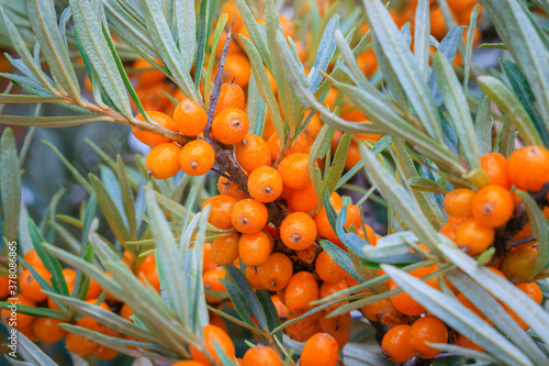 Sea buckthorn berries in sunny day. Sea-buckthorn bush with yellow fruits ( Hippophae rhamnoides, Sandthorn, Sallowthorn or Seaberry ), close up. Yellow berries in garden, macro