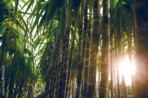 Sugarcane plants in growth at field