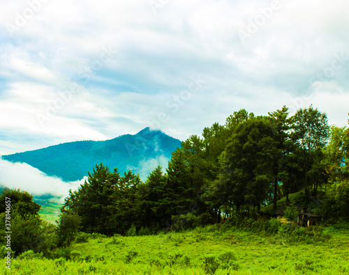 troje al pie de los pinos y detrás la niebla del amanecer