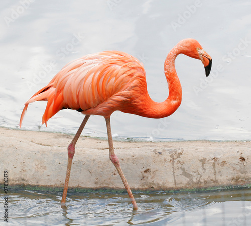 the single pink flamingo