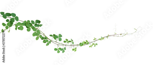 Krzaka winogrono lub liściasty dziki winogradu cayratia liana bluszcza rośliny krzak, natury dżungli ramowa granica odizolowywająca na białym tle, ścinek ścieżka zawierać. (Cayratia trifolia)