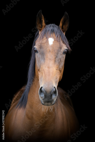 A bay thoroughbred horse in front of a black background, facing the camera