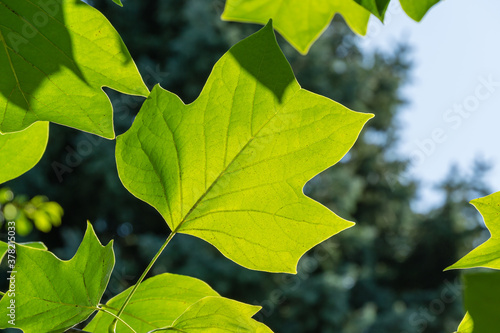 Bright green leaves of Tulip tree (Liriodendron tulipifera), called Tuliptree, American or Tulip Poplar on multicolor green garden background. Selective focus. There is place for text