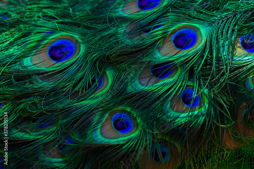 Texture of peacock feathers. Beautiful background, rich color.