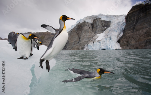 King Penguins, South Georgia Island, Antarctica