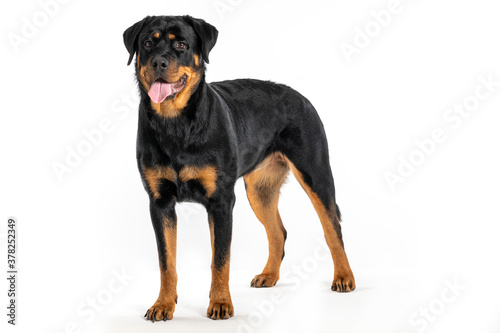 black dog rottweiler standing on white background