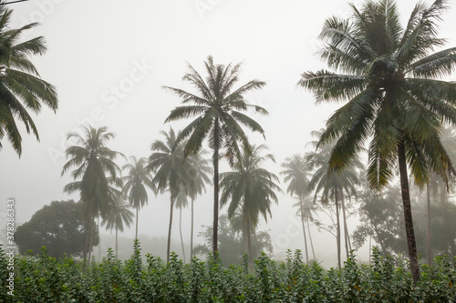 countryside with fog in morning.