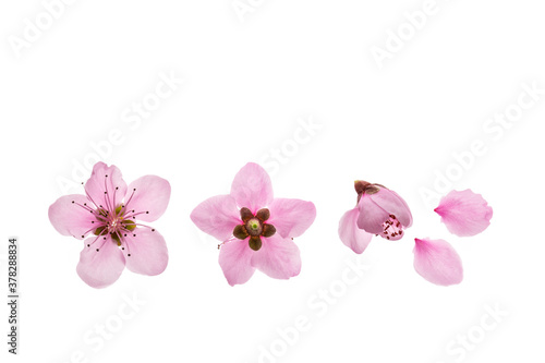 closeup of nectarine tree flowers in bloom isolated on white background