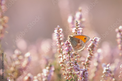 Small heath butterfly (Coenonympha pamphilus) sitting on the heather in the Suffolk heathland