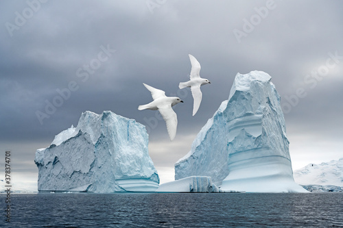 Snow Petrels fly over the ocean with an iceberg as a backdrop - Antarctica 