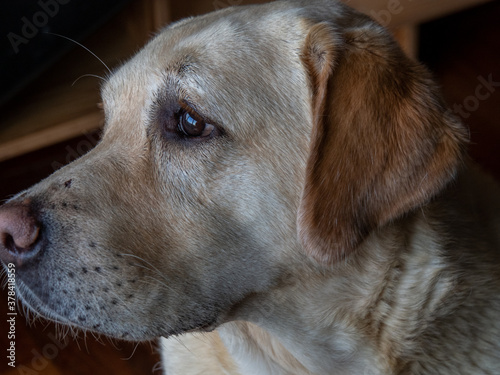 close-up of light colored labrador retriever