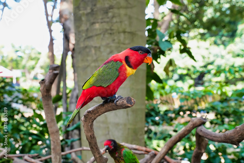 the green-tailed broad-tailed lori is a bird of the parakeet family