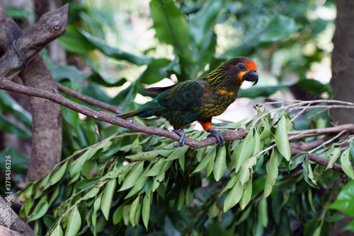 the red-fronted shiny lori is a bird of the parakeet family 