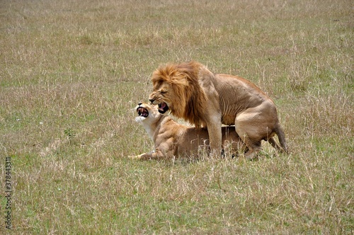 Para kopulujących lwów. Rezerwat Masai Mara (Kenia)