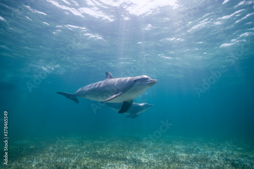 Bottlenose Dolphins, Grand Bahama Island, Bahamas