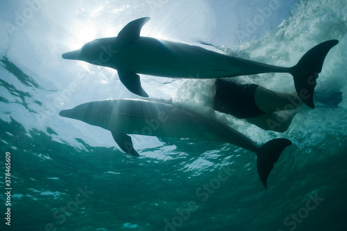 Tourist Swimming with Bottlenose Dolphins, Grand Bahama Island, Bahamas