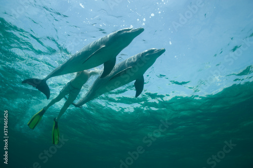 Tourist Swimming with Bottlenose Dolphins, Grand Bahama Island, Bahamas