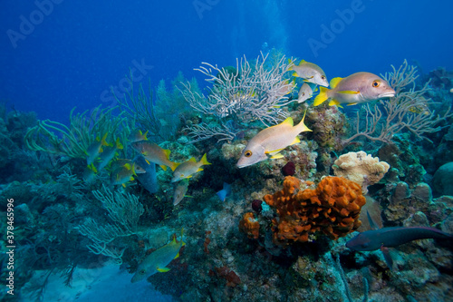 Schoolmaster Fish, Little Cayman Island