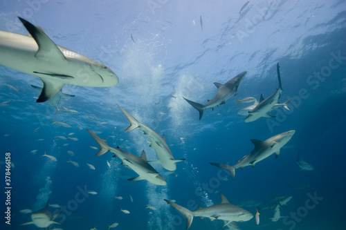 Caribbean Reef Sharks, New Providence Island, Bahamas