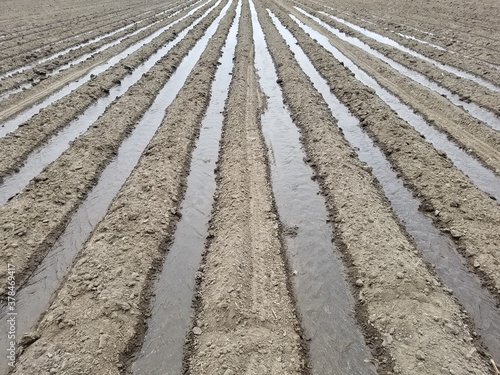 flood irrigation furrows