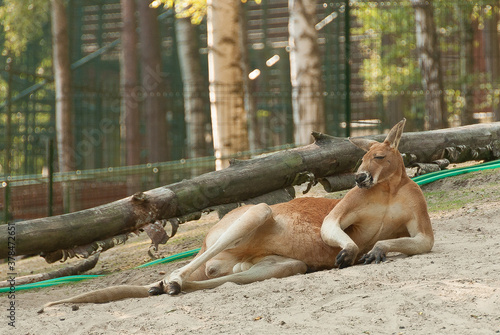 kangur australijski odpoczywający w upalny dzień w ludzkiej pozie