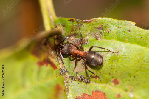 Mrówka rudnica (Formica rufa) – gatunek mrówki z podrodziny Formicinae