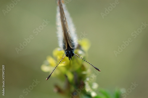 motyl z bliska z złożonymi razem skrzydłami, widok z przodu, czułki, głowa, na rozmytym tle