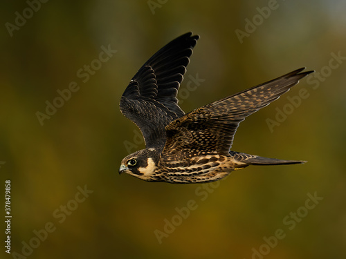 Eurasian hobby (Falco subbuteo)